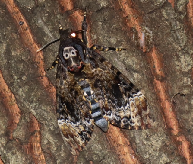 不思議なノコギリクワガタがつくクヌギ_人面蛾 メンガタスズメ 全容_2021年8月23日19時40風頃_気温28度
